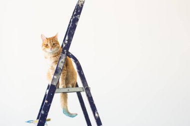 Onarım, duvar boyama, kedi merdiven üzerinde oturur. Kopya alanı ile komik resim
