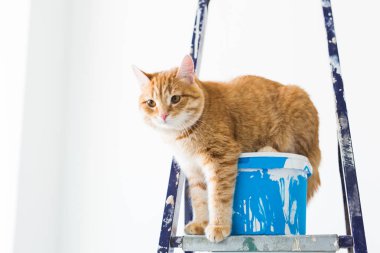 Onarım, duvar boyama, kedi merdiven üzerinde oturur. Komik resim