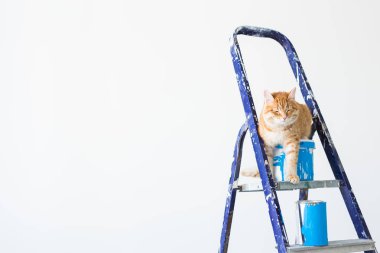Onarım, duvar boyama, kedi merdiven üzerinde oturur. Kopya alanı ile komik resim