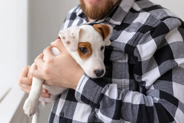사람, 애완 동물 및 동물 개념-가까이 들고 젊은 남자의 잭 러셀 테리어 강아지 흰색 바탕에 — 스톡 사진