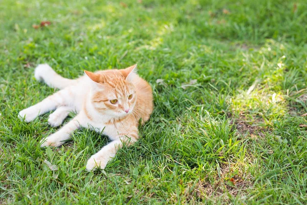 Retrato de um gato de gengibre bonito deitado em um prado verde ensolarado em uma noite quente de verão, espaço de cópia — Fotografia de Stock