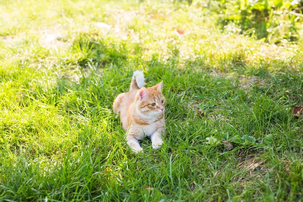Retrato de un lindo gato jengibre acostado en un prado verde soleado en una cálida noche de verano —  Fotos de Stock