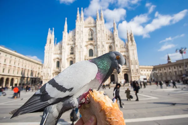 Travel, Italia e concetto di uccelli - Nutrire piccioni funy dalla mano davanti al Duomo di Milano . — Foto Stock