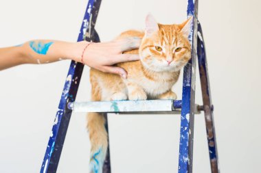 Onarım, duvar boyama, kedi merdiven üzerinde oturur. Komik resim