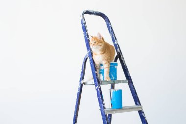 Onarım, duvar boyama, kedi merdiven üzerinde oturur. Kopya alanı ile komik resim