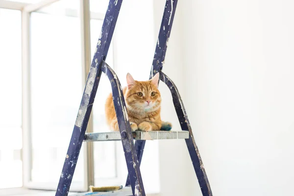 Opravy, malování stěn, kočka sedí na štaflí. Srandovní obrázek — Stock fotografie