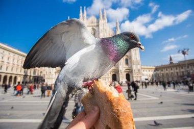 Seyahat, İtalya ve kuşlar kavramı - Duomo Katedrali Milan önünde elinden funy güvercin besleme.