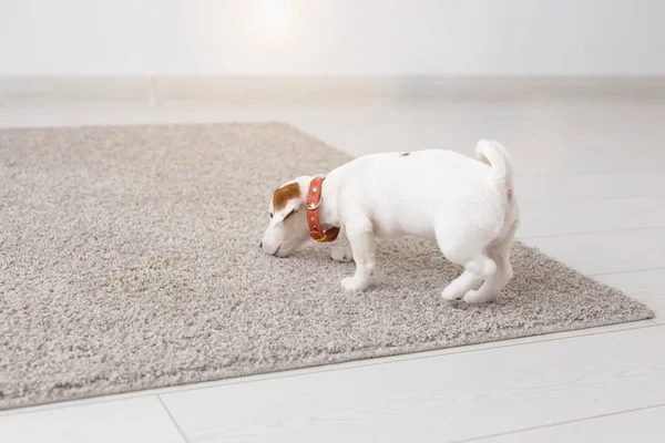 pets, animals and domestic concept - little Jack Russell Terrier puppy playing on a carpet in living room