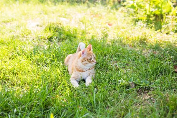 Gato relajante sobre hierba verde en el día de verano —  Fotos de Stock