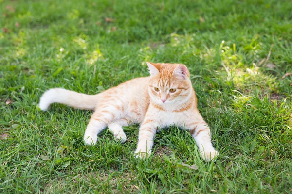 Gato relaxante na grama verde no dia de verão — Fotografia de Stock