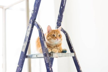 Onarım, duvar boyama, kedi merdiven üzerinde oturur. Komik resim