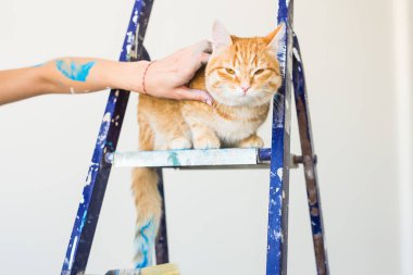 Onarım, duvar boyama, kedi merdiven üzerinde oturur. Komik resim