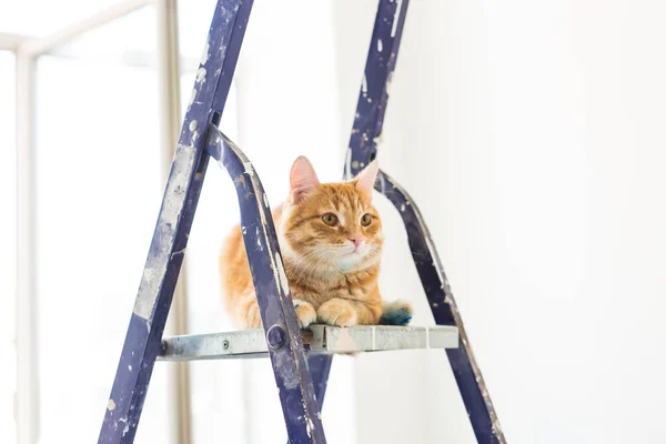 Ремонт, покраска стен, кот сидит на стремянке. Забавная картина — стоковое фото