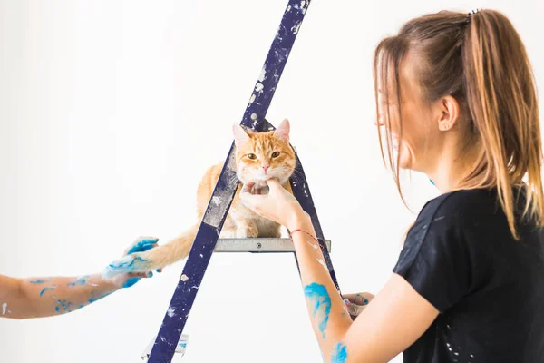Jonge vrouw schilder aaien van een kat, de ontwerper en de werknemer schildert de muur. Het huisdier zit volgende op de ladder en kijkt naar het werk. — Stockfoto