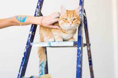 Onarım, duvar boyama, kedi merdiven üzerinde oturur. Komik resim