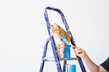 Onarım, duvar boyama, kedi merdiven üzerinde oturur. Komik resim