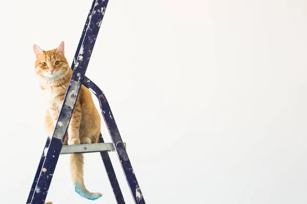 Reparar, pintar las paredes, el gato se sienta en la escalera. Imagen divertida con espacio de copia —  Fotos de Stock