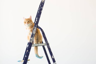 Onarım, duvar boyama, kedi merdiven üzerinde oturur. Kopya alanı ile komik resim