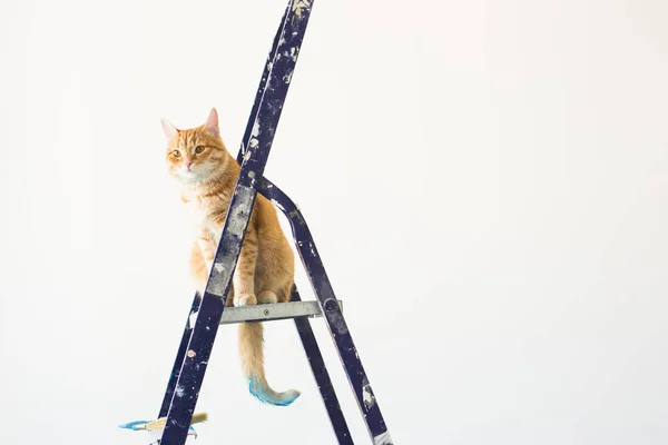 Ремонт, покраска стен, кот сидит на стремянке. Забавная фотография с копировальным пространством — стоковое фото