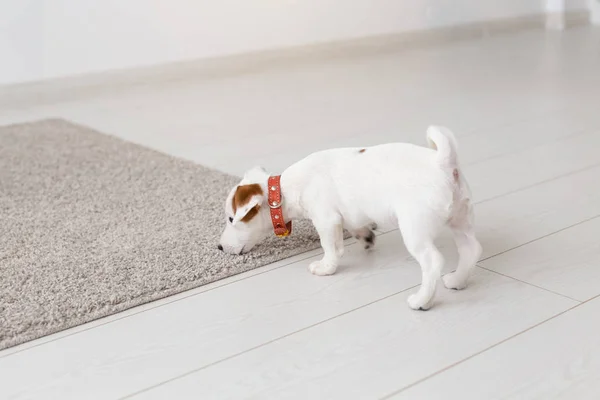 Mascotas, animales y concepto doméstico - pequeño cachorro Jack Russell Terrier jugando en una alfombra en la sala de estar — Foto de Stock