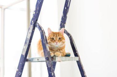 Onarım, duvar boyama, kedi merdiven üzerinde oturur. Komik resim