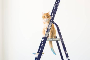 Onarım, duvar boyama, kedi merdiven üzerinde oturur. Kopya alanı ile komik resim