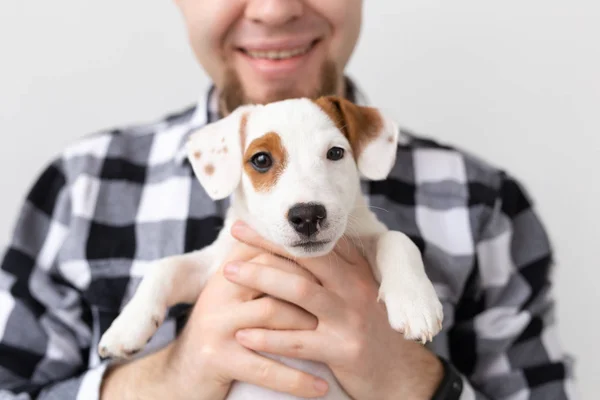 사람과 애완 동물 개념-의 초상화 닫기 잭 러셀 테리어 강아지에는 손 망 — 스톡 사진