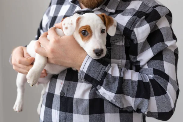 Люди и концепция домашних животных - Закрыть портрет Джека Рассела терьера щенок сидит на руках людей — стоковое фото