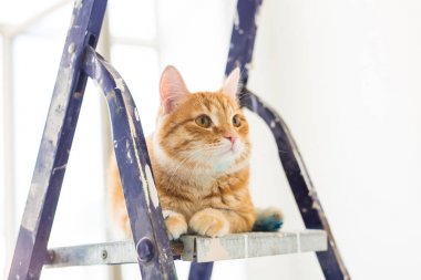 Onarım, duvar boyama, kedi merdiven üzerinde oturur. Komik resim