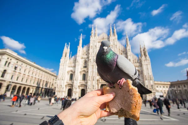 Travel, Italia e concetto di uccelli - Piccioni divertenti mangiano a mano davanti al Duomo di Milano — Foto Stock