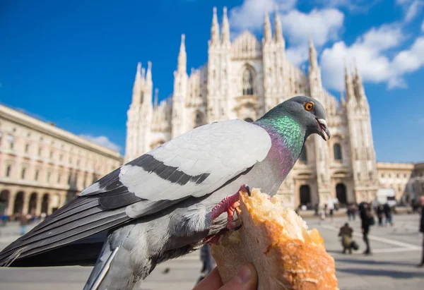 Viaggi, vacanze, Italia e concetto di uccelli - Nutrire i piccioni in Piazza del Duomo, Milano . — Foto Stock