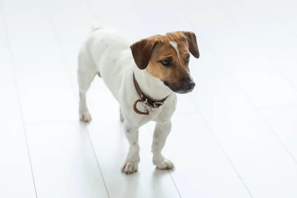 Mascotas y concepto de perro de pura raza - joven jack russell terrier de pie en un piso blanco — Foto de Stock