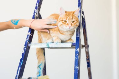 Onarım, duvar boyama, kedi merdiven üzerinde oturur. Komik resim