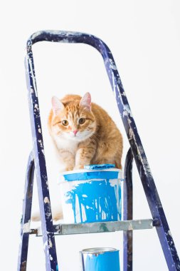 Onarım, duvar boyama, kedi merdiven üzerinde oturur. Komik resim