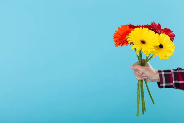 Mano femenina en una camisa a cuadros con un ramo de Gerbers amarillos rojos y anaranjados sobre un fondo azul. Concepto de regalo y saludos. Espacio publicitario . —  Fotos de Stock