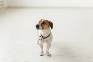 Jack Russell Terrier, stüdyo, evcil hayvan konsepti - beyaz arka plan üzerinde bir köpek jack russell