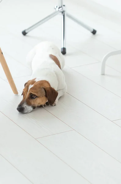 Mascota, concepto de perro - Triste Jack Russel perro acostado debajo de la silla — Foto de Stock