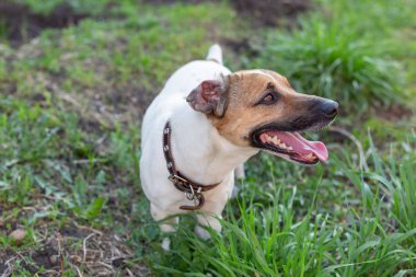 İyi küçük köpek Jack Russell Terrier güneşli bir yaz gününde çim üzerinde yatıyor ve onun efendisi bakıyor. Favori evcil hayvan kavramı.