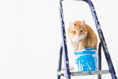 Onarım, duvar boyama, kedi merdiven üzerinde oturur. Kopya alanı ile komik resim