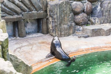 Sevimli kürk mühür taş binaların yakınında kıyıda duruyor ve güneşli bir sıcak gün dayanıyor. Hayvanat bahçesinde ve esaret altında hayvan yaşamı kavramı.