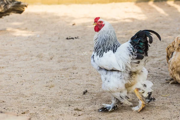 O galo brahma atarefado caminha pelo pátio arenoso em um dia quente ensolarado do verão. Conceito de raças exóticas de frangos na filial da exploração . — Fotografia de Stock