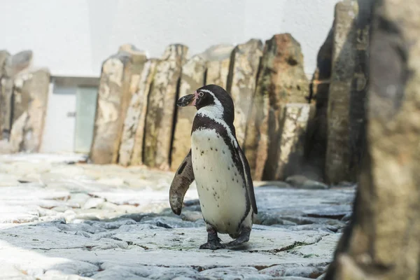 Lindo pingüino africano caminando en una playa pedregosa disfrutando del cálido sol de verano. Concepto de vida animal en un zoológico. Protección de animales . — Foto de Stock