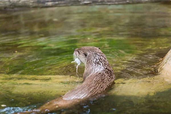 Rear view of a funny wet otter holds a mouse and swims into a secluded place. Concept of life of predatory animals and the food chain in the ecological system. Animal protection concepts. — Stock Photo, Image