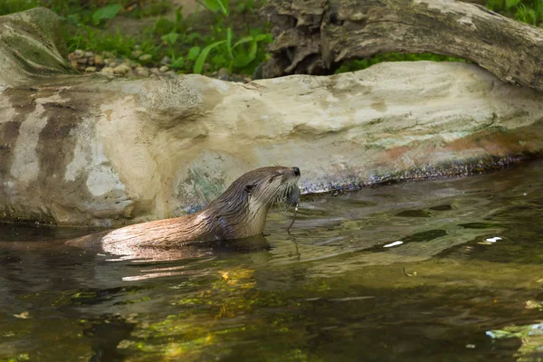 Vue latérale d'une loutre agile humide flotte sur une rivière avec une vue pittoresque avec une souris dans les dents. Concept d'animaux prédateurs et de vie dans la réserve . — Photo