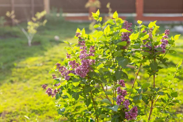 Blooming lilac flowers, lilac branch lit by sunlight.