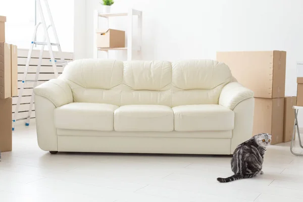 Schöne graue schottische Faltkatze sitzt neben einem neuen leeren Sofa, während sie in eine neue Wohnung zieht. Konzept der Hauserwärmung und gute Tradition mit einer Katze. — Stockfoto