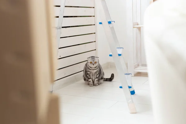 Curioso gris escocés plegable gato está explorando un nuevo apartamento después de mudarse. El concepto de vida animal en el apartamento y el cuidado de los gatos . —  Fotos de Stock