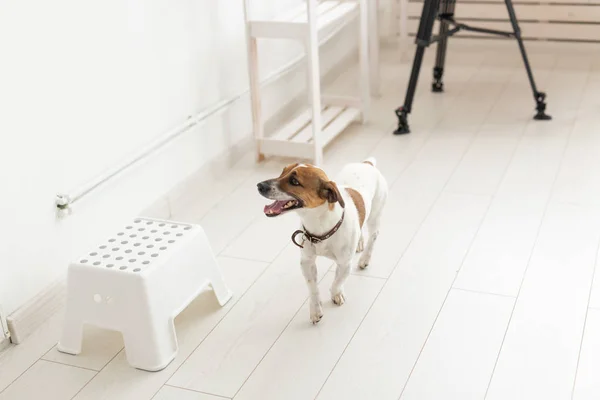 Mascotas y concepto animal - pequeño jack russell en el estudio blanco . — Foto de Stock