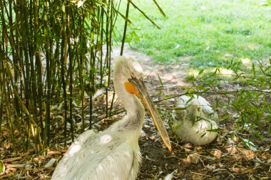 Beyaz pelikan, pelikan giller familyasından bir kuştur..