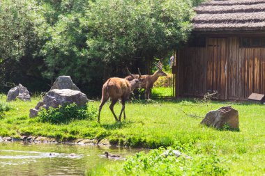 Çayırda karacalar. Hayvanat bahçesi, vahşi hayvanlar ve memeli kavramı